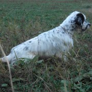 Setter Inglese in ferma Setter Inglese in ferma